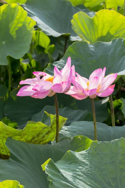 Wilder Lotus in der großen Lagune — Stockfoto