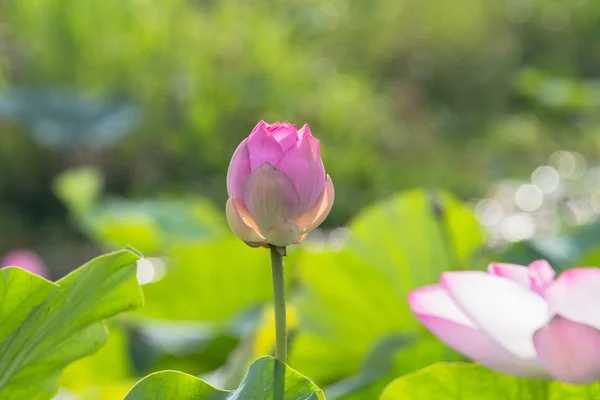 Vilda lotus i den stora lagunen — Stockfoto