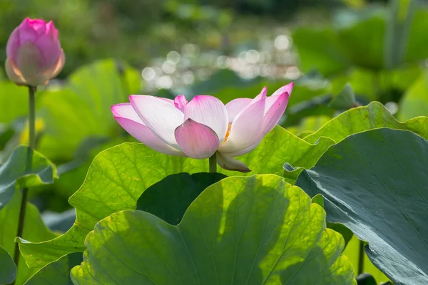 Vilda lotus i den stora lagunen — Stockfoto