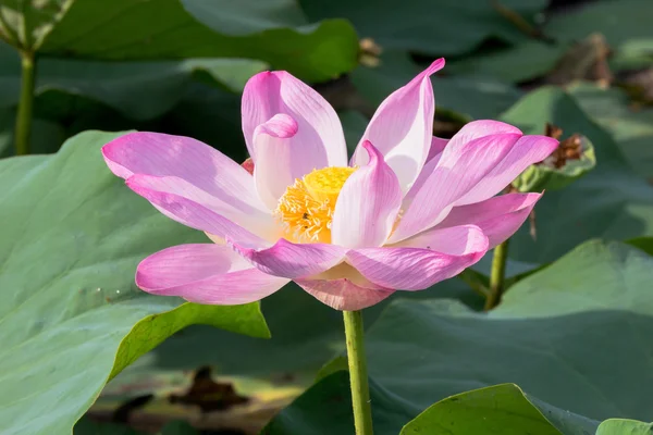 Vilda lotus i den stora lagunen — Stockfoto