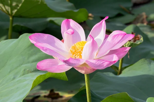 Vilda lotus i den stora lagunen — Stockfoto