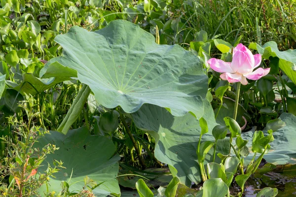 Άγρια lotus στη μεγάλη λιμνοθάλασσα — Φωτογραφία Αρχείου