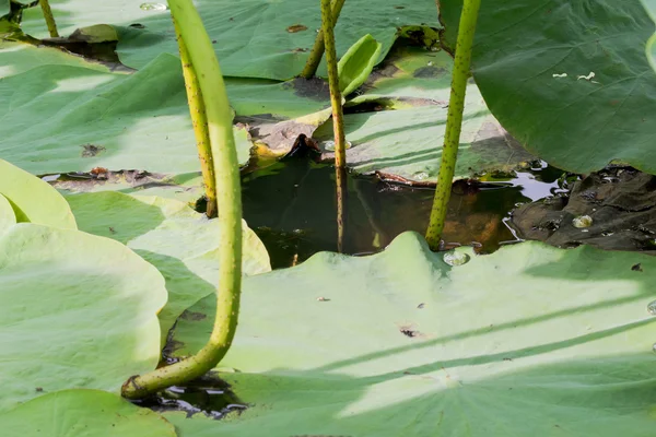 로터스 잎에 물 한 방울 — 스톡 사진