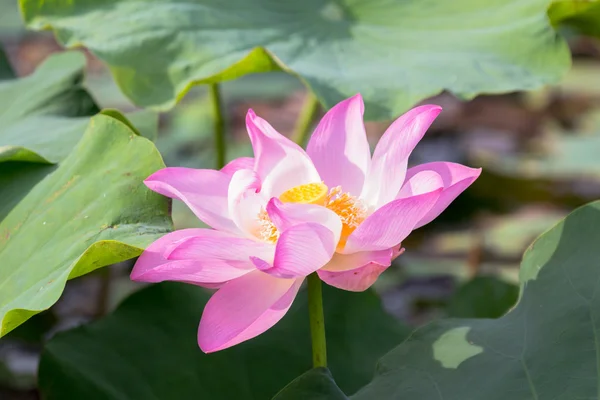 Vilda lotus i den stora lagunen — Stockfoto