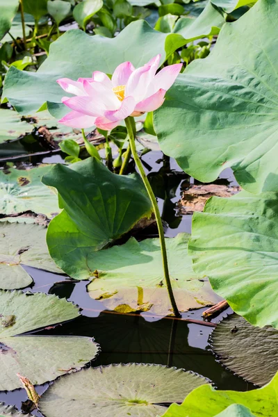 Άγρια lotus στη μεγάλη λιμνοθάλασσα — Φωτογραφία Αρχείου