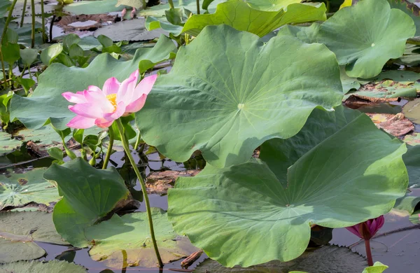 Wild lotus in the big lagoon — Stock Photo, Image