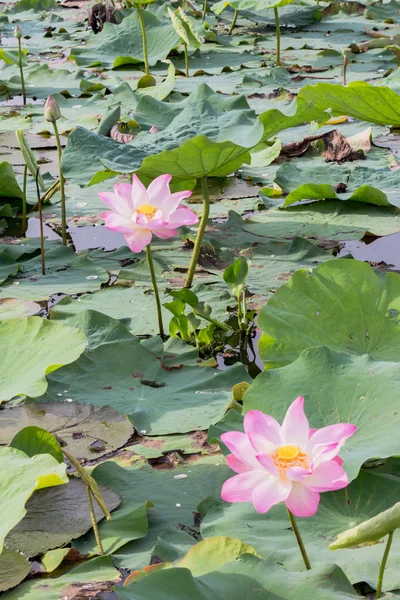 Άγρια lotus στη μεγάλη λιμνοθάλασσα — Φωτογραφία Αρχείου