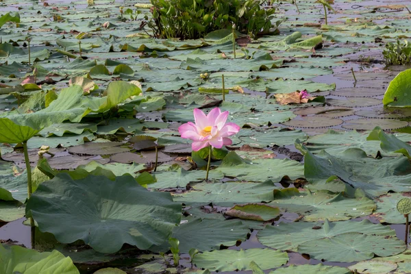 Άγρια lotus στη μεγάλη λιμνοθάλασσα — Φωτογραφία Αρχείου