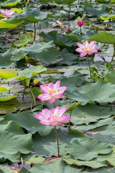 Άγρια lotus στη μεγάλη λιμνοθάλασσα — Φωτογραφία Αρχείου