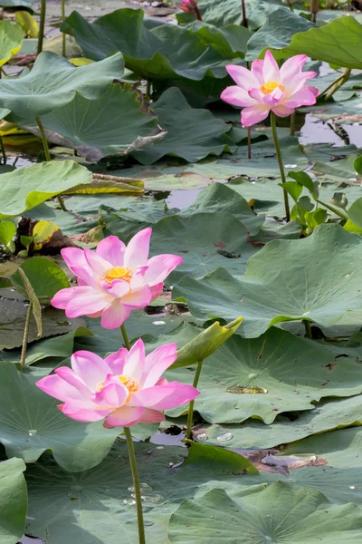 Άγρια lotus στη μεγάλη λιμνοθάλασσα — Φωτογραφία Αρχείου