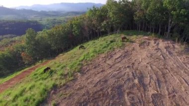 Atlar dağda ot yiyor