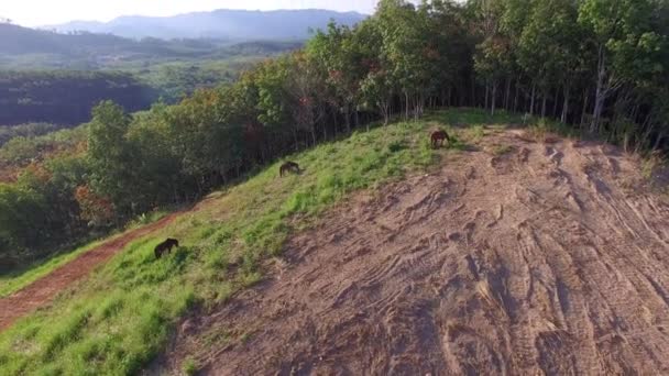 Cavalos estão comendo grama na montanha — Vídeo de Stock