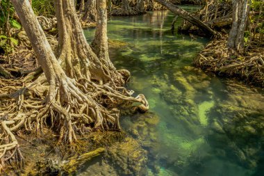 Krabi il Tayland güneyinde zümrüt Havuzu