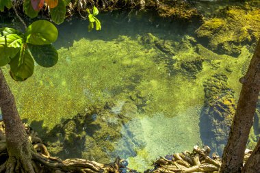 Krabi il Tayland güneyinde zümrüt Havuzu