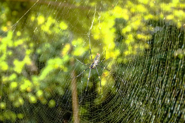 Araña hacer telaraña cerca de piscina esmeralda —  Fotos de Stock