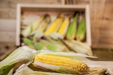 tarladan taze Mısır