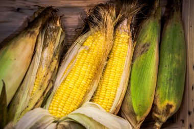 tarladan taze Mısır