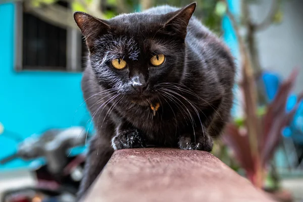 Zwarte kat sprong naar het witte doek NAT — Stockfoto