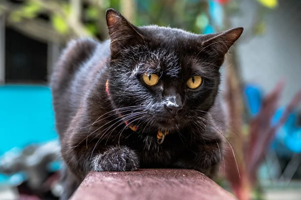 Zwarte kat sprong naar het witte doek NAT — Stockfoto