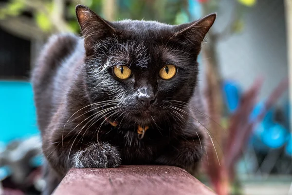 Zwarte kat sprong naar het witte doek NAT — Stockfoto