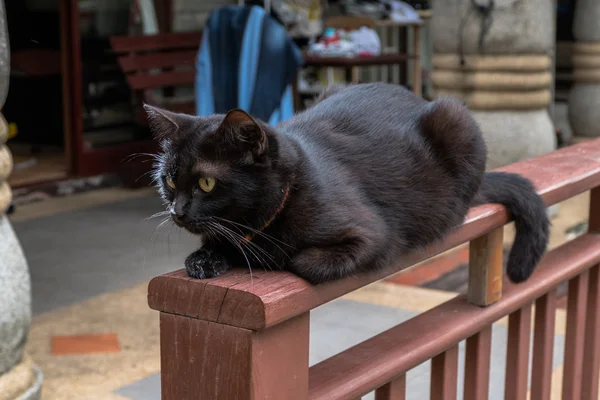 Chat noir sauter sur toile blanche humide — Photo