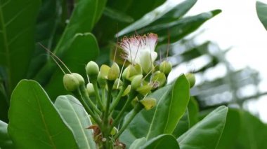 Phang Nga Körfezi, havadan görünümü
