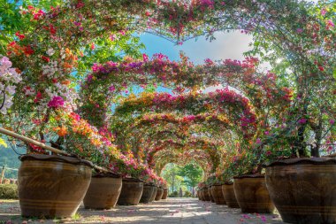 Renkli bougainvillea kemeri turistler için kalp şeklinde bir dekorasyon.