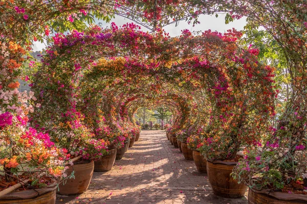 Renkli bougainvillea kemeri turistler için kalp şeklinde bir dekorasyon.