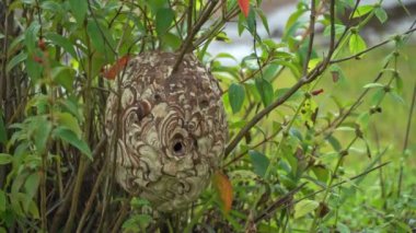 Eşek arıları dallara yuva yapar.