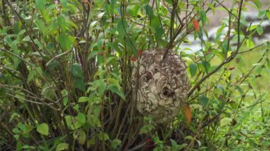 Eşek arıları dallara yuva yapar.