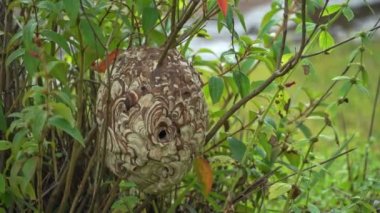 Eşek arıları, ormanın derinliklerinde dallara güzel bir şekilde yuva yaparlar..