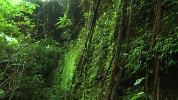 Kleine Gelbe Blüten Mit Sattgrünen Blättern Einem Tiefen Feuchten Wald — Stockvideo