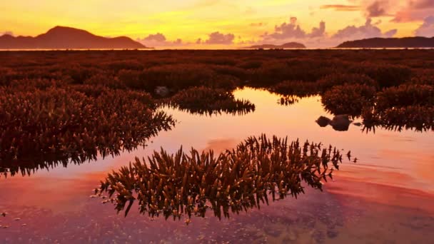 泰国珊瑚礁上方美丽的日出 — 图库视频影像