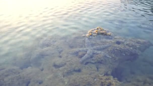 Zeester Met Vijf Armen Leeft Ondiep Water Langs Koraalriffen Langzaam — Stockvideo