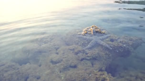 Starfish Five Arms Lives Shallow Water Coral Reefs Slowly Moving — Stock Video