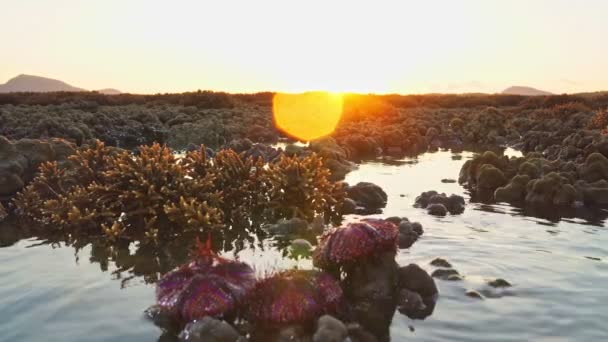 Rotseeigel am Korallenriff bei Sonnenaufgang. Zahlreiche wunderschön gemusterte Rotseeigel werden von den Wellen des Korallenriffs angespült..