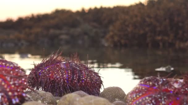 Liczne Pięknie Wzorzyste Jeżowce Myte Przez Fale Uwięzione Rafie Koralowej — Wideo stockowe
