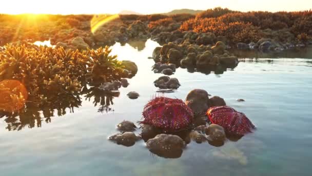 Molti Ricci Mare Rossi Splendidamente Modellati Vengono Lavati Terra Bloccati — Video Stock