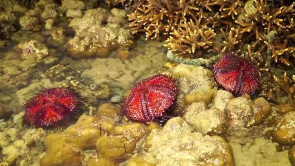 Many Beautifully Patterned Red Sea Urchins Washed Ashore Stuck Coral — Stock Video