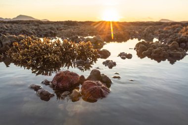 Güneş doğarken mercan kayalıklarında kızıl deniz kestaneleri