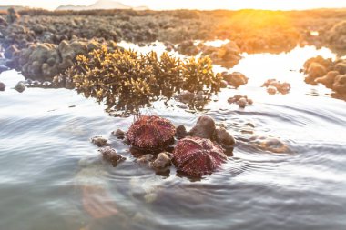 Güneş doğarken mercan kayalıklarında kızıl deniz kestaneleri