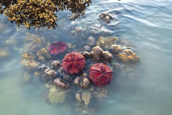 Many beautifully patterned red sea urchins are washed ashore and stuck on the brain coral.