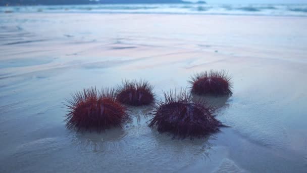 タイのプーケットのパトンビーチの波で数多くの美しく模様化された赤いウニが洗浄されます かつて経験したことのない奇妙な自然現象 人々とパニックになるため — ストック動画