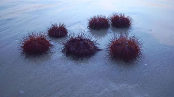 トワイライトの間にパトンビーチで赤い海の尿 パトンビーチ プーケットタイの波によって数多くの美しく模様化された赤いウニが洗浄されます — ストック動画