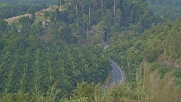 Автомобіль Проїхав Через Вигнуту Дорогу Долині Пальмовими Гаями Дорозі — стокове відео