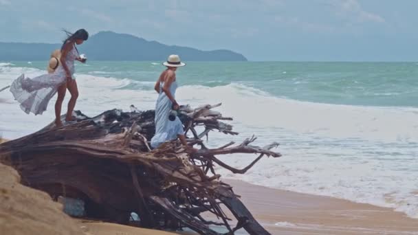 Vídeo Alta Qualidade Uma Grande Decadência Raiz Pinheiro Praia Mai — Vídeo de Stock