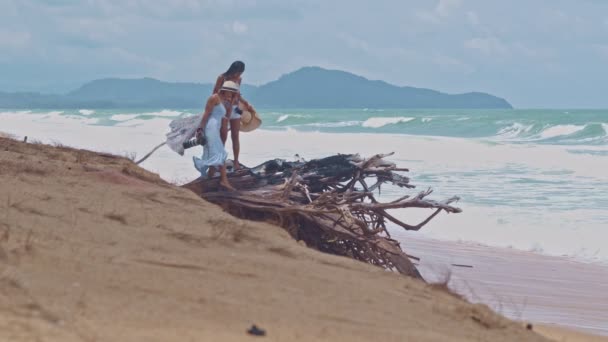 Высокое Качество Видео Большой Корень Сосны Разлагается Пляже Май Као — стоковое видео