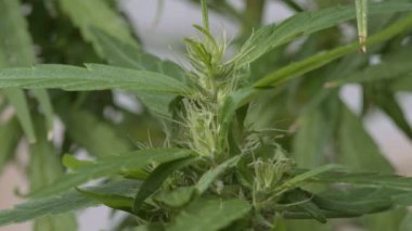 Marihuana Macro manzaralı. Tıbbi marihuana yetiştirmenin bitkisel safhası. Cilt bakımı ve alternatif tıp. CBD tıbbi yağ. Bitki tıp konseptinde 4k stok video.