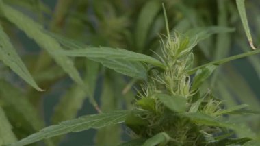 Marihuana Macro manzaralı. Tıbbi marihuana yetiştirmenin bitkisel safhası. Cilt bakımı ve alternatif tıp. CBD tıbbi yağ. Bitki tıp konseptinde 4k stok video.