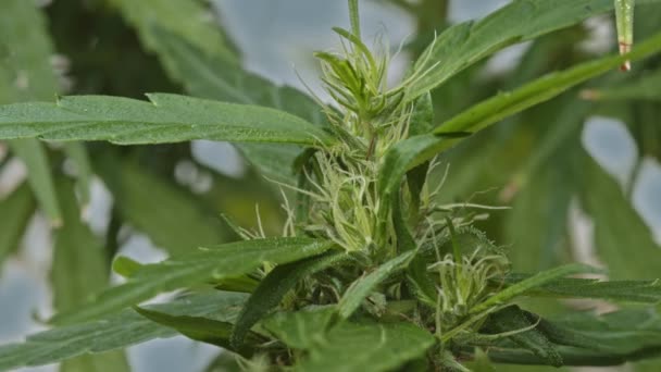 Marihuana Opouští Makro Pohled Vegetativní Stádium Růstu Lékařské Marihuany Péče — Stock video